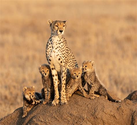 The Spiritual Significance of Being Hunted by Cheetah Cubs in a Dream